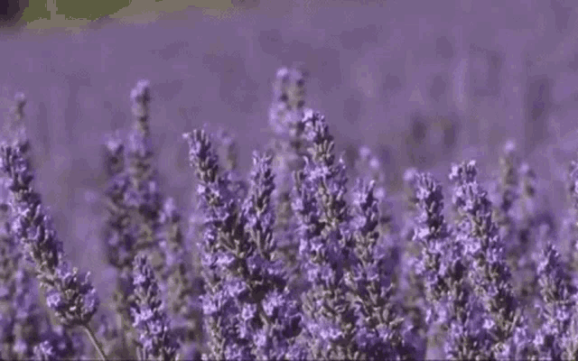 a field of purple lavender flowers growing in the sunlight