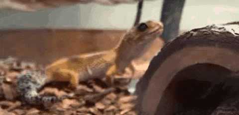 a lizard is sitting on a rock in a terrarium and looking at the camera .