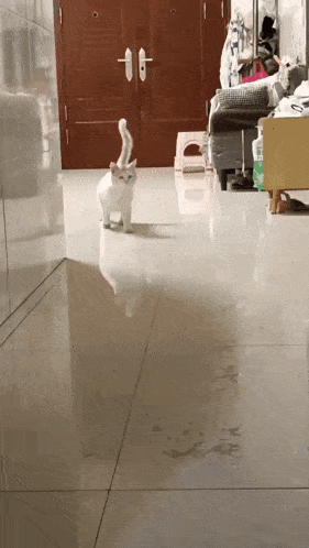 a white cat standing on a tiled floor in a living room