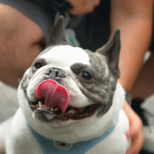 Dog Dogs GIF - Dog Dogs Dan Spet Care GIFs
