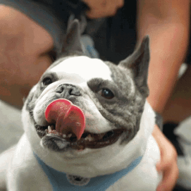 a french bulldog with its tongue hanging out