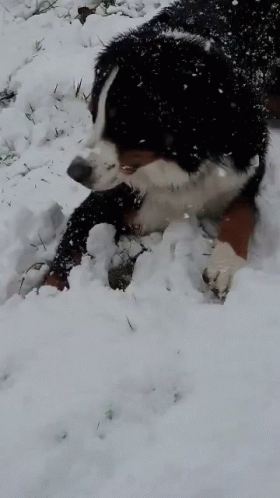 Snow Day Dog GIF - Snow Day Dog GIFs