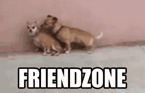 a couple of dogs are standing next to each other on the ground .