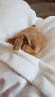 a cat is sleeping on a bed with its head under a blanket