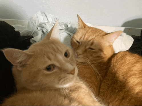 two cats laying next to each other on a bed