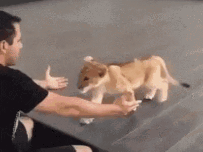 Hug Baby Lion GIF - Hug Baby Lion Aww GIFs