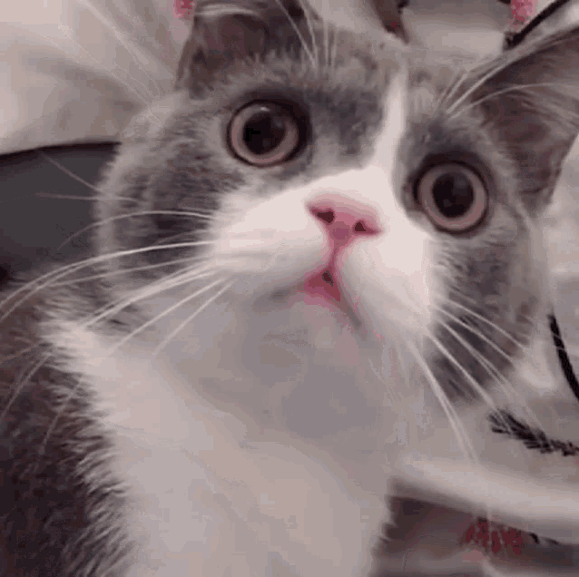 Cat Scared Cat Reaction GIF - Cat Scared Cat Reaction Cat Reacts GIFs