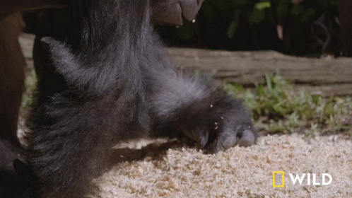 Eating National Geographic GIF - Eating National Geographic Lemurs Try New Food GIFs