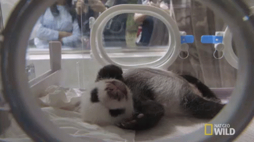 Newborn Panda GIF - Nat Geo Nat Geo Wild Panda Babies GIFs