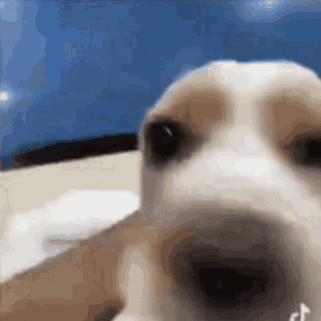 a close up of a dog 's nose with a blue sky in the background .