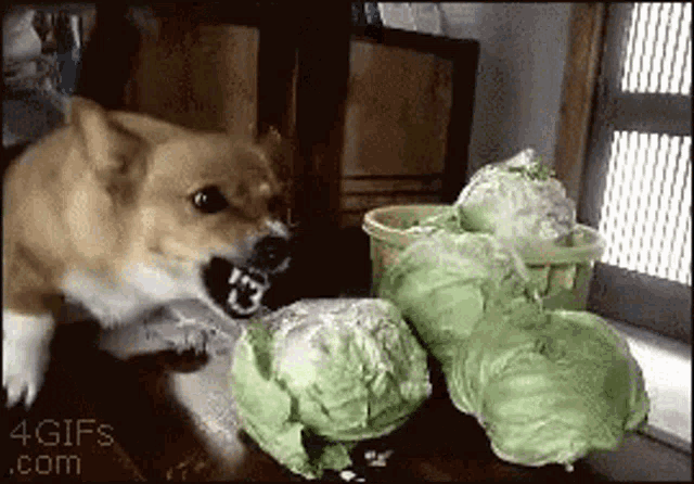 Dog Angry GIF - Dog Angry Salad GIFs