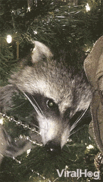 Raccoon In A Christmas Tree Viralhog GIF - Raccoon In A Christmas Tree Raccoon Viralhog GIFs