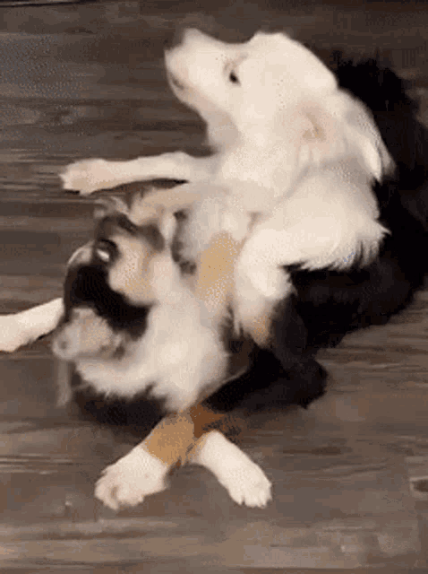 a black and white dog is laying on top of a white dog on a wooden floor .