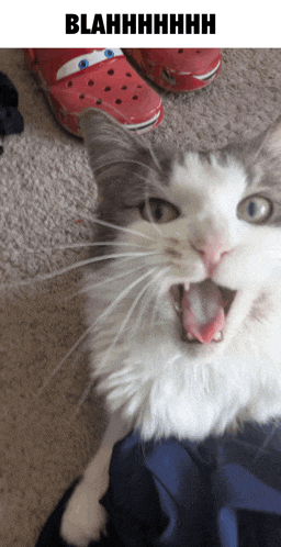 a picture of a cat with its mouth open and the words blahhhhhhhh below it