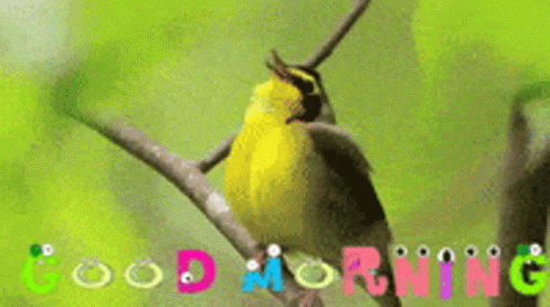 Good Morning Good Vibes GIF - Good Morning Good Vibes Bird GIFs