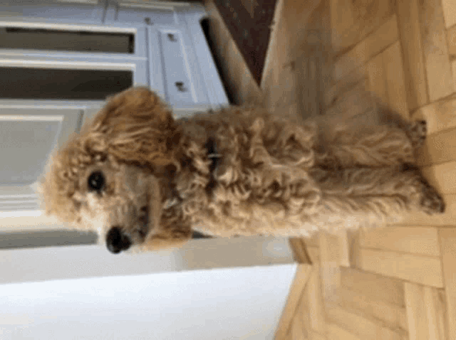 a small brown poodle standing on its hind legs on a wooden floor