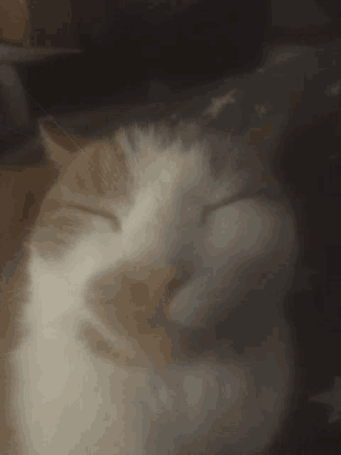 a brown and white cat with its eyes closed