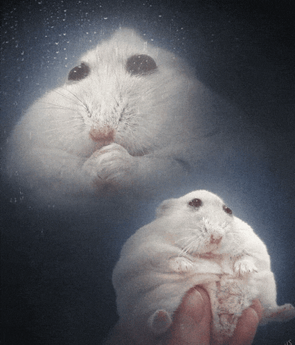 a person is holding a white hamster in front of a glass window