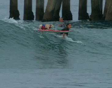 Dogs Dog Surfing GIF - Dogs Dog Surfing GIFs
