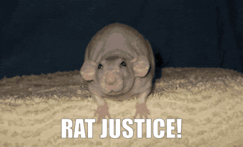 a picture of a rat with the words rat justice above it