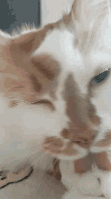 a close up of an orange and white cat 's face