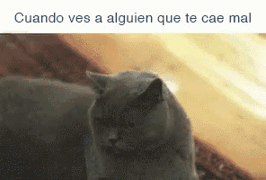 a picture of a cat with the words cuando ves a alguien que te cae mal