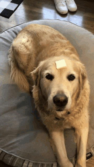 a dog with a piece of butter on his head