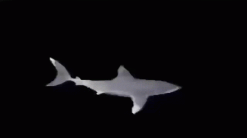 Scary Shark GIF - Scary Shark GIFs