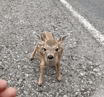 a baby deer is standing on a gravel road looking at the camera .