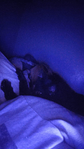 a cat is laying on a bed in a dark room
