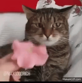 Cat Rose GIF - Cat Rose Realization GIFs