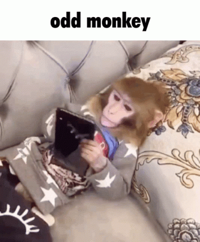 Odd Monkey Odd GIF - Odd Monkey Odd Monkey GIFs
