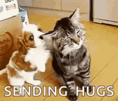 a cat and a dog are hugging each other in a room .