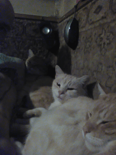 two cats are laying on a couch with a mouse hanging from the wall