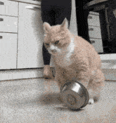 a cat is playing with a bowl of food on the floor .