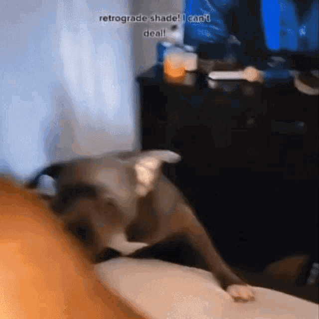 Cat Dog GIF - Cat Dog Fighting GIFs
