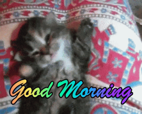 Good Morning Yawning GIF - Good Morning Yawning Cat GIFs