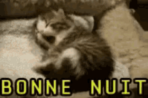 a kitten is sleeping on a blanket with the words `` bonne nuit '' written in yellow .
