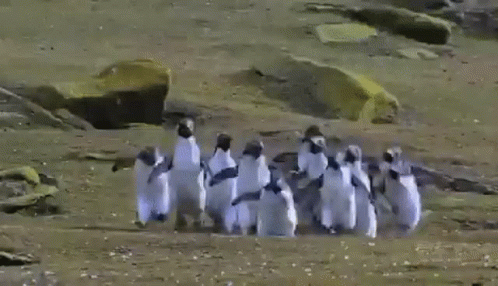 Butterfly Penguins GIF - Butterfly Penguins Paapabutterfly GIFs