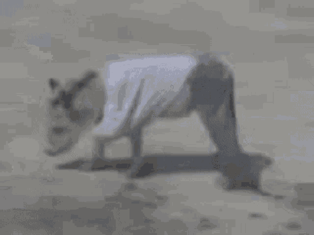 a donkey wearing a white shirt is walking on a sandy beach .