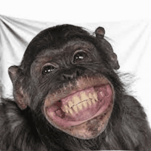 Daxtar Gif Yang Buka Monyet GIF - Daxtar Gif Yang Buka Monyet Monyet Ketawa GIFs