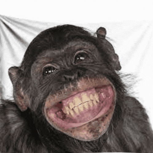 a close up of a chimpanzee with a big smile on his face