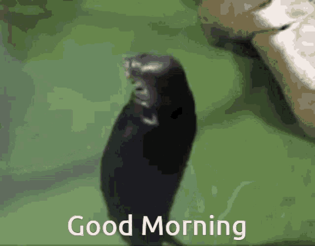 a black bird is standing in front of a green background with the words good morning written below it