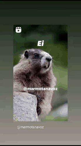 Pix Cade Marmota GIF - Pix Cade Marmota GIFs