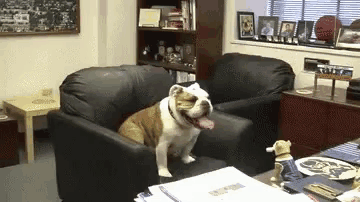 a brown and white dog is sitting in a chair