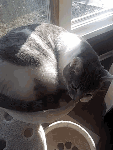 a gray and white cat is sitting in front of a window