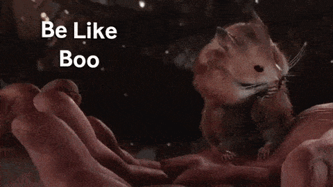 a hamster is being held in a person 's hand and says `` be like boo '' .