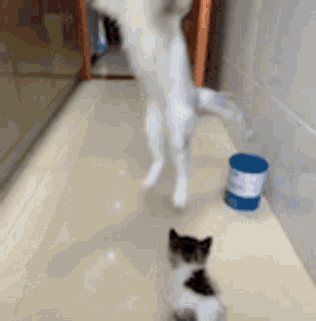 Excited Happy GIF - Excited Happy Cat GIFs