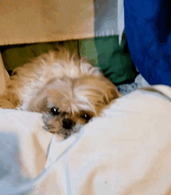 a small dog laying on a bed with a white blanket