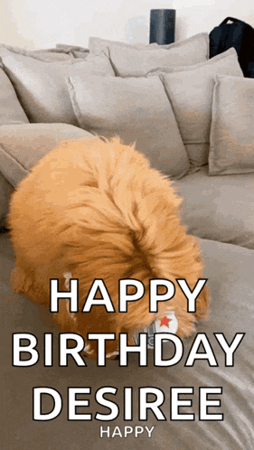 a dog is sitting on a couch and says happy birthday desiree